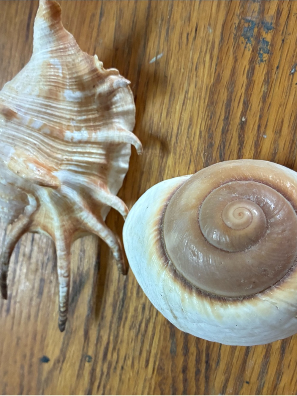 Natural Sea Shells - Spiral & Spiky Pair in Cream and Tan